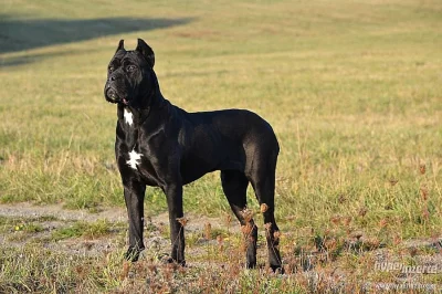 Štěňátka Cane Corso zlatá a černá s PP