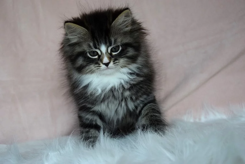 CHS prodá nádherná sibiřská koťátka
