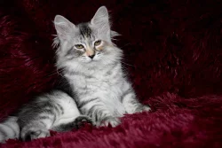 CHS prodá nádherná sibiřská koťátka