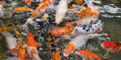 Kapr koi