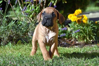 Štěňátka Cane Corso zlatá a černá s PP