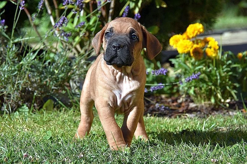 Štěňátka Cane Corso zlatá a černá s PP