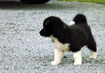 akita štěňata potřebuje novou rodinu