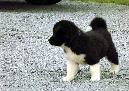 akita štěňata potřebuje novou rodinu