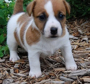 jack russell štěňata