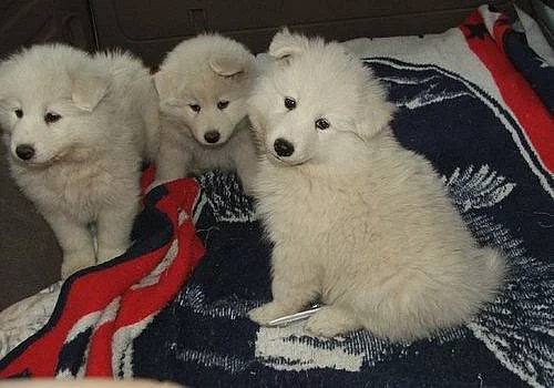 Samojed Štěňátka