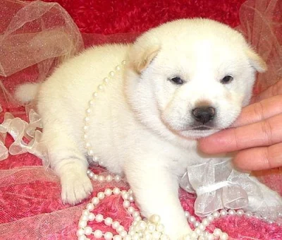 Shiba Inu Štěňata