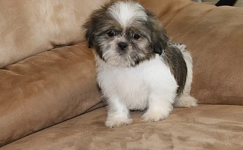 Shih Tzu štěňata