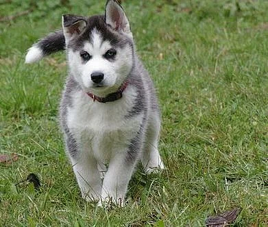 sibiřský husky