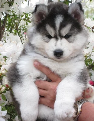 sibiřský husky