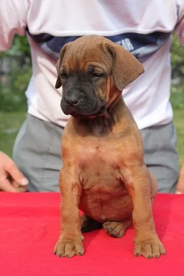 Tosa Inu štěně