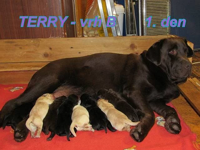 Labradorský retrívr