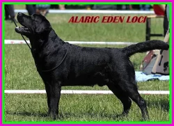 Labradorský retrívr