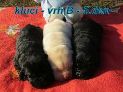 Labradorský retrívr