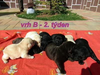 Labradorský retrívr