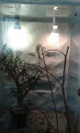 Terárium pro chameleona