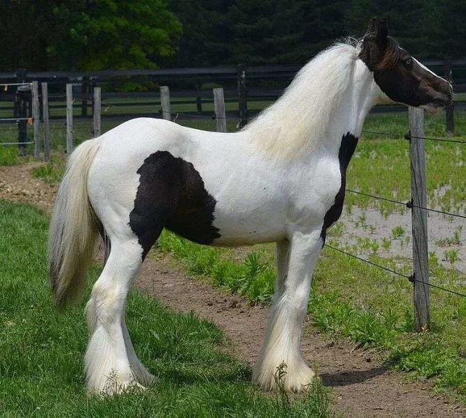 Cikánský kůň