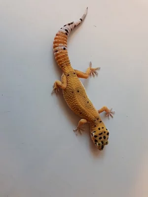 gekončík noční Mac Snow Hypo Carrottail 66% het eclipse