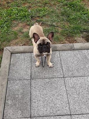 Francouzský Buldog Archibald