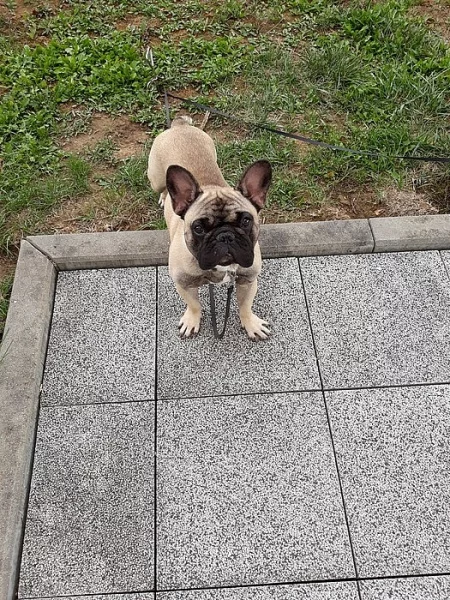 Francouzský Buldog Archibald