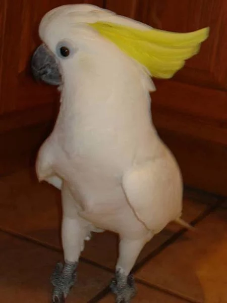 Kokosové papoušky připravené