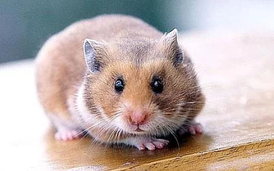 Křečí králíci