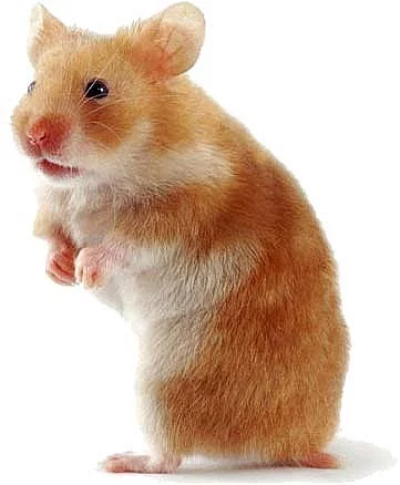 Křečí králíci