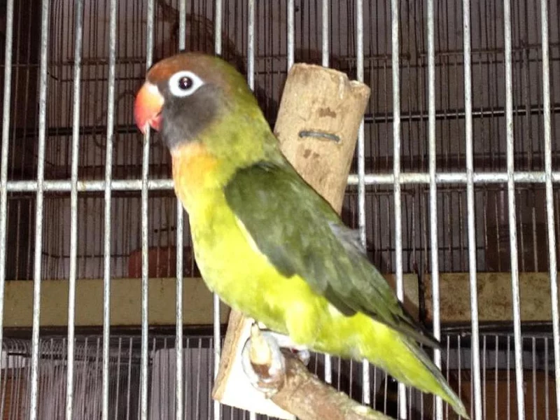 finch ptáků