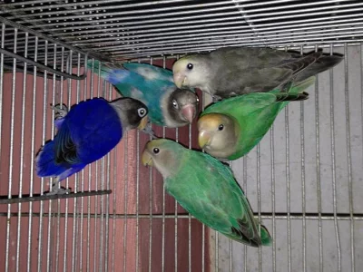 finch ptáků