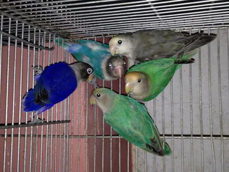 finch ptáků