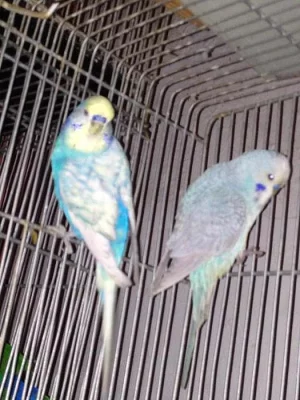 finch ptáků
