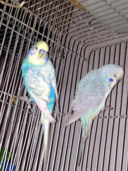 finch ptáků