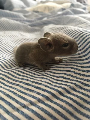 daruji 2 chlapečky OSMÁKů DEGU
