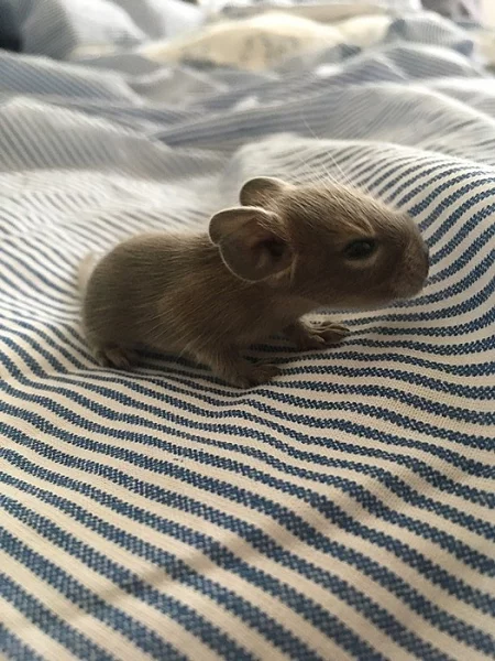daruji 2 chlapečky OSMÁKů DEGU