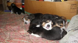 bígl