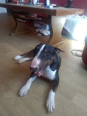 Nabizim psa ke krytí čistokrevného bullteriera