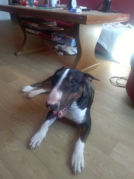 Nabizim psa ke krytí čistokrevného bullteriera
