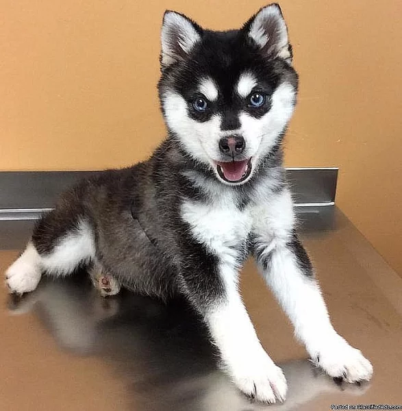 Aljašský Klee Kai