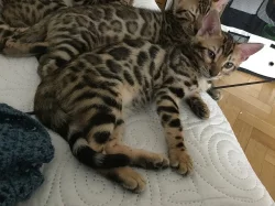Bengalsky kocourek s PP