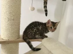 Bengalsky kocourek s PP