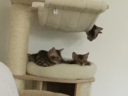Bengalsky kocourek s PP
