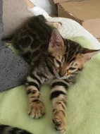 Bengalsky kocourek s PP