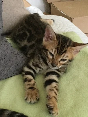 Bengalsky kocourek s PP
