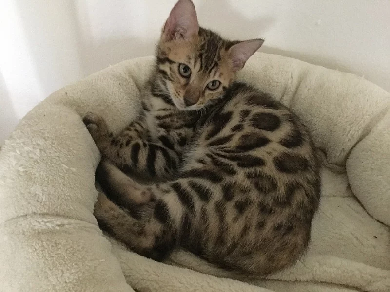 Bengalsky kocourek s PP