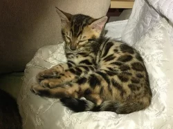 Bengalsky kocourek s PP