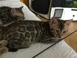 Bengalsky kocourek s PP