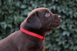 Čokoládová fenka Labradora