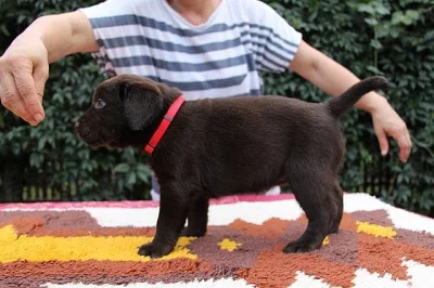 Čokoládová fenka Labradora