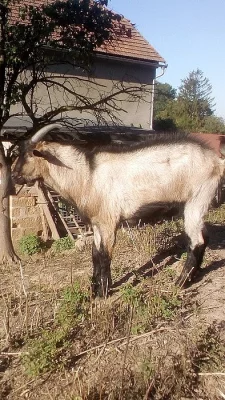 Prodam kozlika
