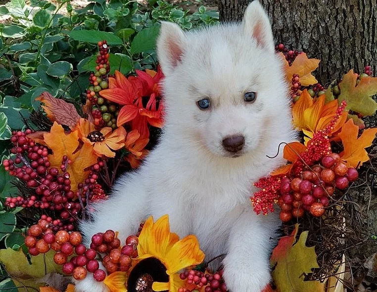 Nebeské sibiřské Husky štěně.